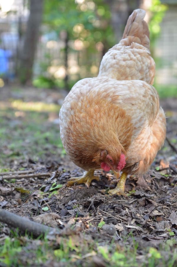 Raising chickens in the city is both challenging and rewarding. It