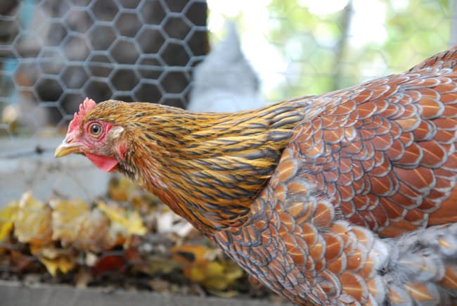 Raising chickens in the city is both challenging and rewarding. It