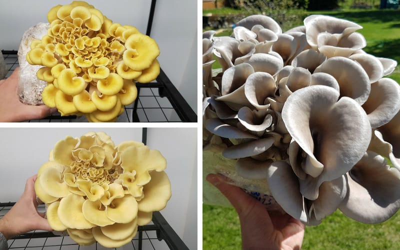 oyster-mushrooms-growing-on-soy-hull-blocks
