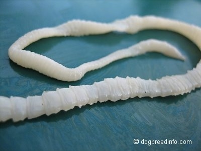 Close up - A long white tapeworm on a green plate.
