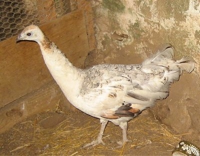 A white with tan and black peahen is standing in the corner of a barn. There is a ceramic green and white dish in the bottom right of the image.