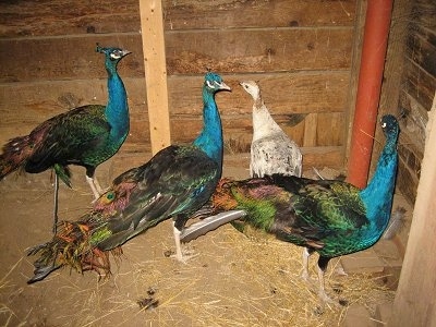 A white with tan and black peahen is standing in the corner of a barn stall surrounded by three colorful peacocks.