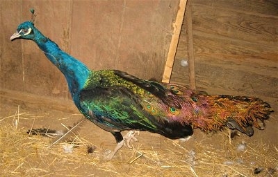 Close Up side view - A colorful peacock moving across the barn
