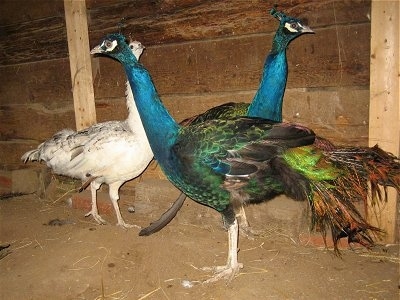 Two colorful peacocks are standing side by side in a barn with a white peahen behind them inside of a barn.