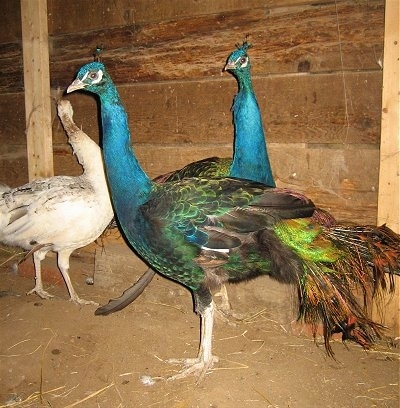 Two colorful peacocks are standing side by side with a white peahen behind them.