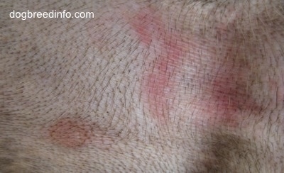 Close up - pink rash on the skin of a dog.