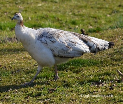 Close up - A white with tan and black peahen is moving across a field