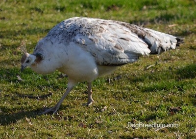 Close up - A white with tan and black Peahen is walking across a field and its head is down.