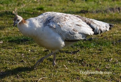 Close up - A white with tan and black Peahen is trotting across a field and it is looking down.