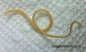 A long brown roundworm on a paper towel.