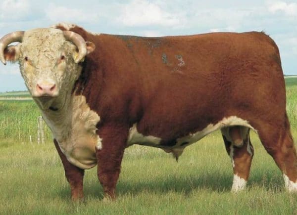 Порода мясных коров герефорд