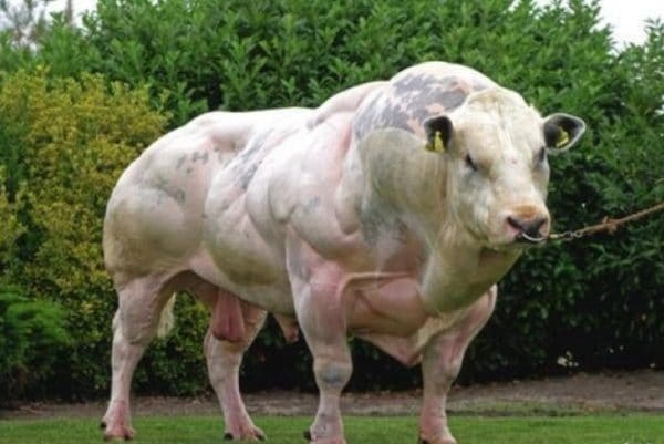Бельгийская порода коров