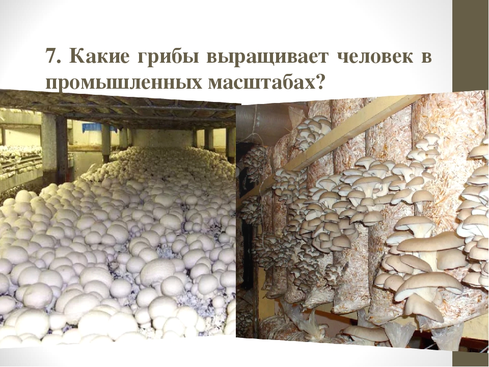 Выращивание грибов технология. Грибы выращиваемые в искусственных условиях. Какие грибы человек выращивает в промышленных масштабах?. Выращивание грибов биология. Выращивание грибов в искусственных условиях.