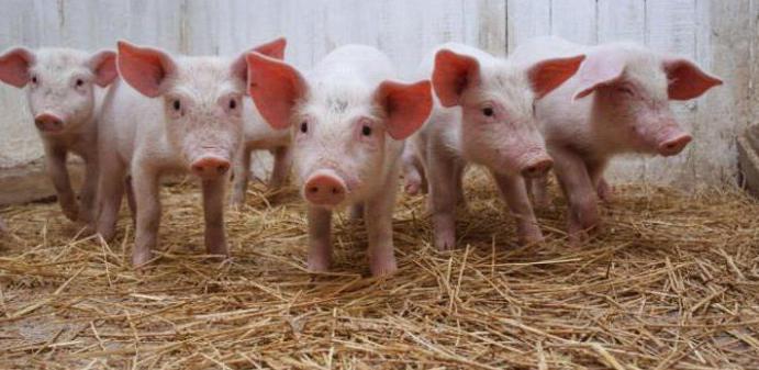 бизнес план свиноводство