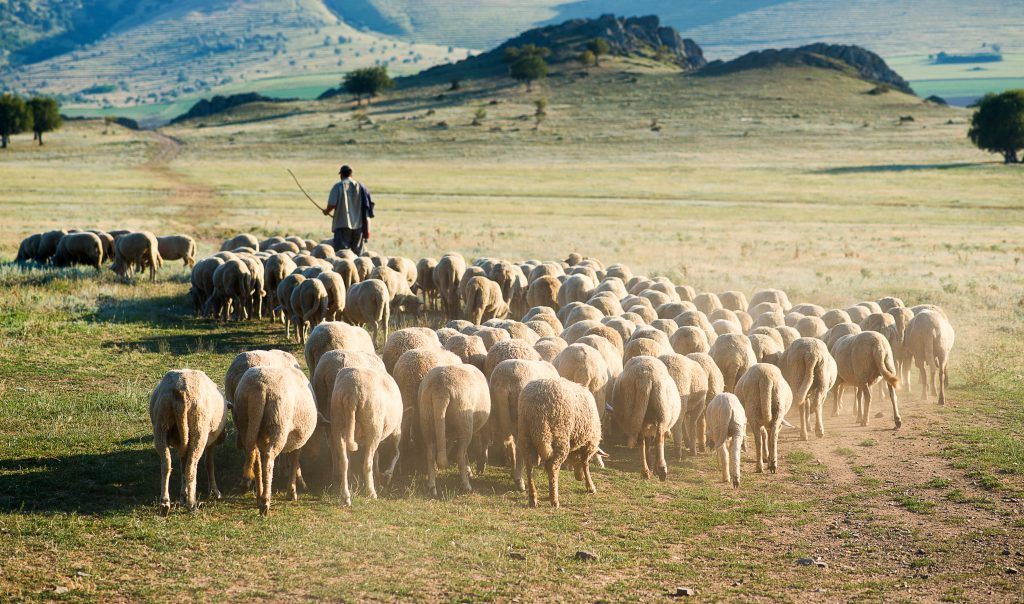 Организация выгула овец
