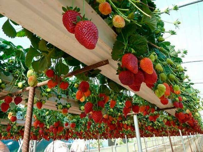 Кусты и ягоды ремонтантной клубники в длинных лотках, выращивание культуры в закрытом грунте