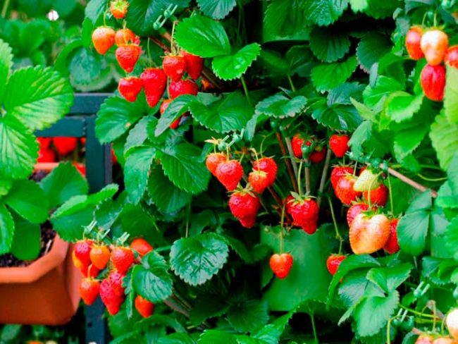 Спелые ягоды клубники, выращиваемой в контейнерах по голландской технологии