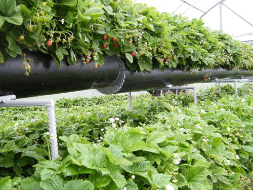 Выращивание клубники по голландской технологии в горизонтальных трубах