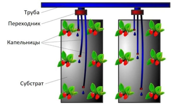 Схема размещения капельниц в вертикальных контейнерах при выращивании клубники по голландской технологии