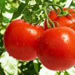 какие помидоры садить в теплице в сибири