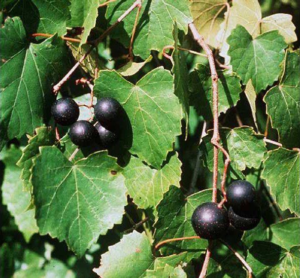 Black Muscadine Wine Grapes