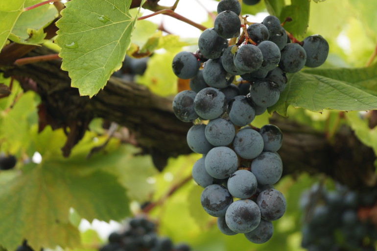 Red Wine Grapes Hermann Missouri AVA