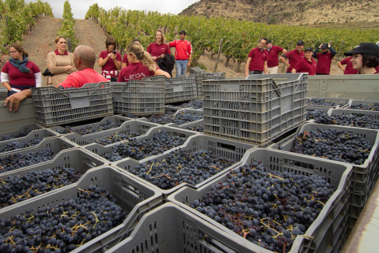 Hand Picked Grape Harvest in 2012 Douro Portugal