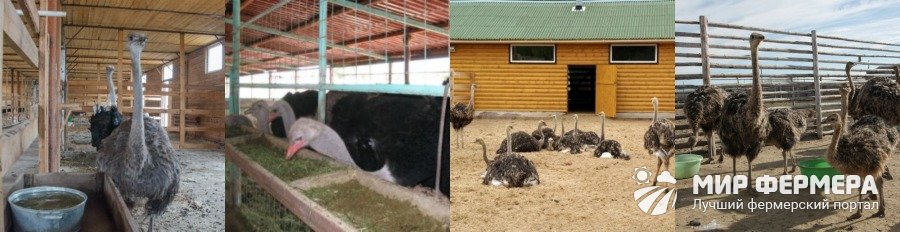 Где содержат страусов
