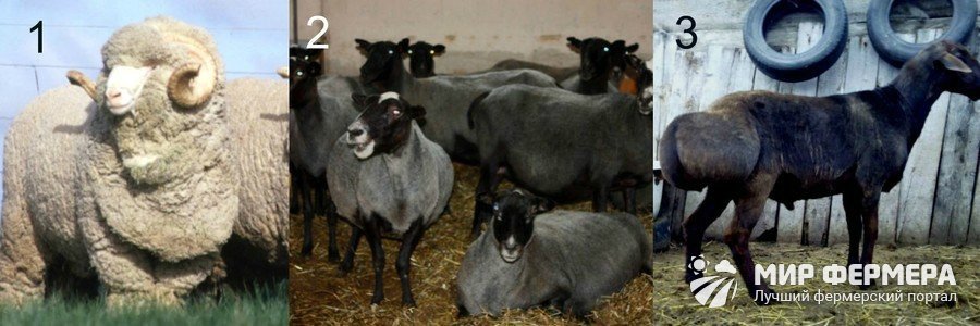 Какую породу овец выбрать для разведения