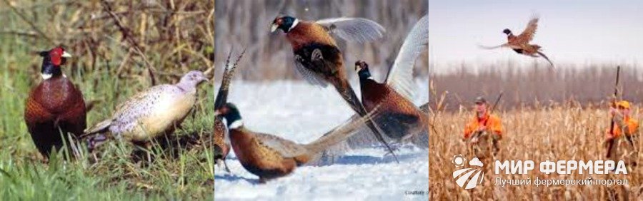Разведение фазанов для охоты