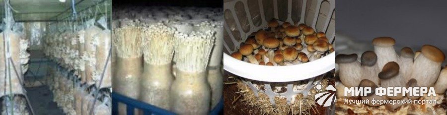 Как самому вырастить грибы