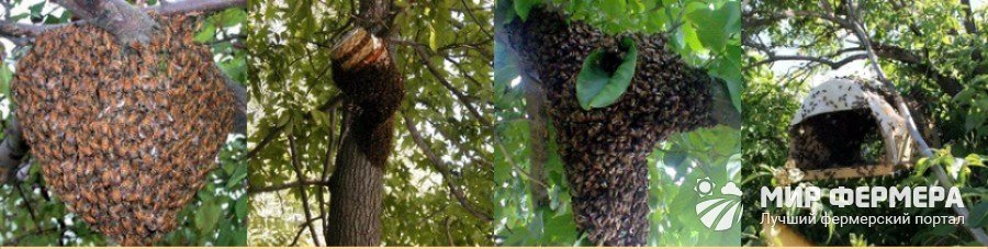 Размножение пчел в природе