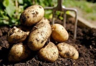 выращивание картофеля бизнес