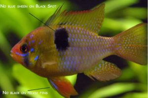 Fish of the day: German Blue Ram