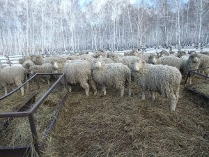 Ферма по разведению овец