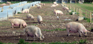 Выгульные площадки для свиней